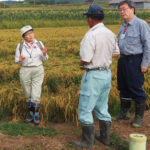 東鷹栖地域で稲作の作況調査